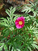 Paeonia anomala