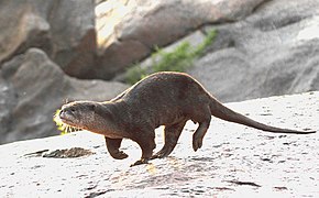 Loutre à pelage lisse (Lutrogale perspicillata)