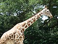 Seekor zirafah di Zoo Negara, Malaysia.