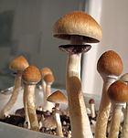 Kubanischer Kahlkopf (Psilocybe cubensis) in Heimanbau