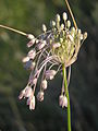 Allium paniculatum