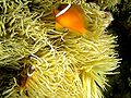 Heteractis crispa és fahéjszínű bohóchalak (Amphiprion melanopus) együttélése