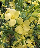 Bloemen van broccoli