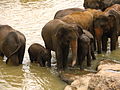 Baby elephants with their mothers at Pinnawala