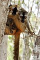 Eulemur rufifrons