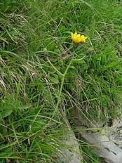 <center>Hieracium bifidum</center>