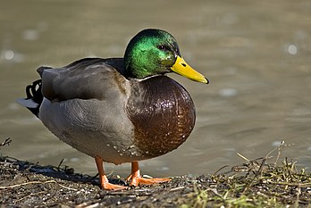 Un canard colvert (Anas platyrhynchos) mâle. (définition réelle 2 000 × 1 339)