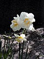 Grupu 4, Narcissus 'Cheerfulness'