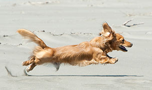 Giallo Dachshund