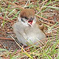 幼鳥の口の中