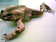 Trichobatrachus robustus.