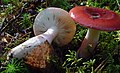 !Russula rhodopus!