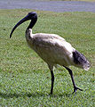 Ibis.