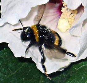 Bombus terrestris