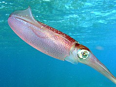 Caribbean reef squid