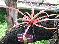 Cryptanthus incrassatus