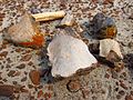 Dinosaur Provincial Park