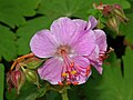 Geranium caespitosum var. fremontii (Geraniaceae)