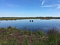 In het hoogveenreservaat Wiesmoor-Klinge