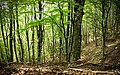 Beech forest in the Aurunci Mountains, Italy