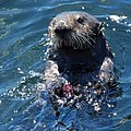 Image 23Sea otter, classic keystone species which controls sea urchin numbers (from Marine vertebrate)