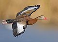 Black-bellied Whistling Duck