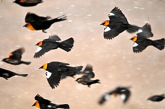 Yellow-headed blackbirds in flight