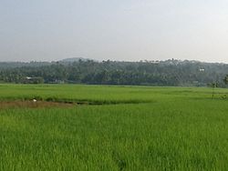 Paddyfields in Pulikkal