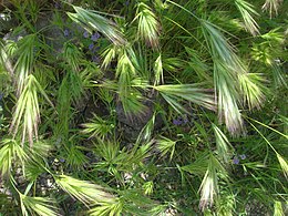 Bromus rubens