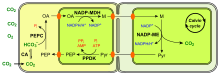 (en) Fixation du carbone en C4 à NADP-ME.   - CA : anhydrase carbonique ;   - PEP : phosphoénolpyruvate ;   - PEPC : phosphoénolpyruvate carboxylase ;   - OA : oxaloacétate ;   - NADP-MDH : malate déshydrogénase à NADP+ ;   - M : malate ;   - NADP-ME : enzyme malique à NADP ;   - Pyr : pyruvate. Les chloroplastes sont représentés de couleur vert vif.