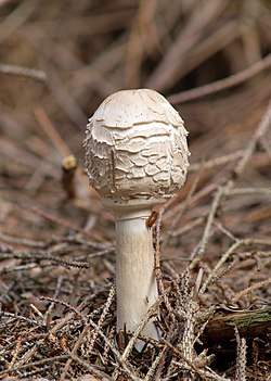 Shaggy parasol mushroom