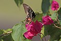 Female form romulus in flight UP