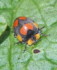 Henosepilachna guttatopustulata, seekor herbivor dan salah satu Coccinellidae paling besar, memakan daun kentang