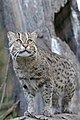 Fishing cat (Prionailurus viverrinus)