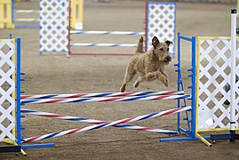 Irský teriér a agility