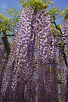 Purple wisteria at Ashikaga Flower Park
