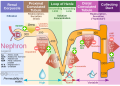 Diagram outlining movement of ions in nephron.