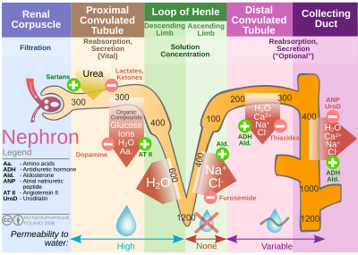 Nephron Ion flow diagram