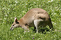 Macropus agilis