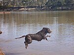 Murray River Retriever