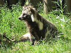 Azubol (Nyctereutes procyonoides)