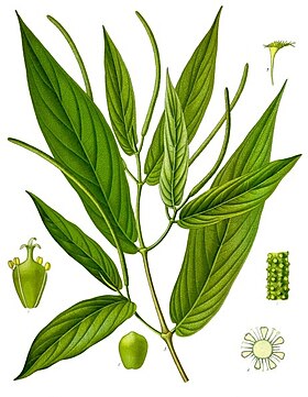 Piper angustifolium (in Köhler's Medizinal Pflanzen).