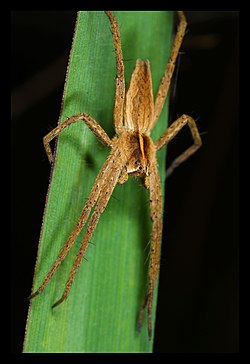 Pisaura mirabilis.