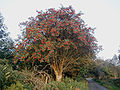 Image 10Rowan tree in Wicklow, Ireland (from List of trees of Great Britain and Ireland)