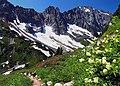 Image 29Alpine flora near Cascade Pass (from Montane ecosystems)