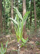 山菜として食用にされるハリギリの展開した芽