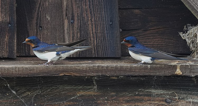 Kapinis - Hirundo rustica