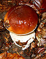 Boletus edulis