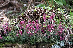 에리카(Erica cinerea)