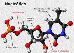 Estructura química de un nucleótido.